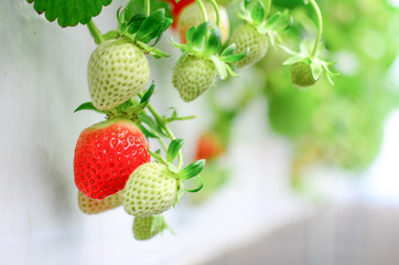 Strawberry Garden