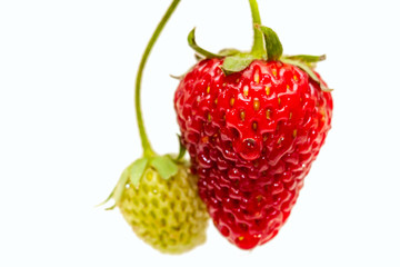 Strawberry on white background
