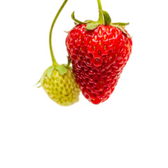 Strawberry on white background