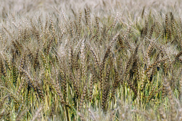 Fototapeta premium 麦畑