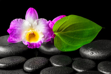 Fototapeta na wymiar spa background of closeup orchid flower dendrobium and green lea