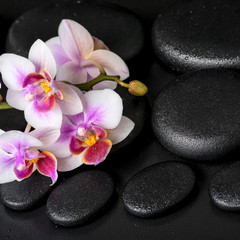 Naklejka na ściany i meble beautiful spa still life of purple orchid phalaenopsis on black