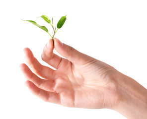 Hand holding fresh green sprout isolated on white