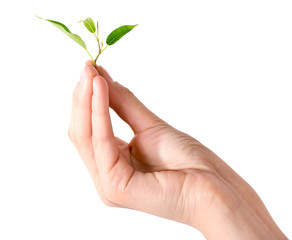 Hand holding fresh green sprout isolated on white