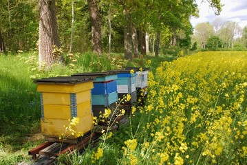 Wooden beehives on oilseed meadow 