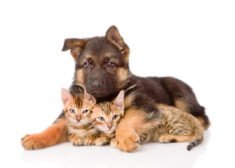 puppy dog embracing little kittens. isolated on white background