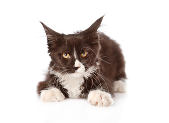 maine coon cat lying in front view. isolated on white