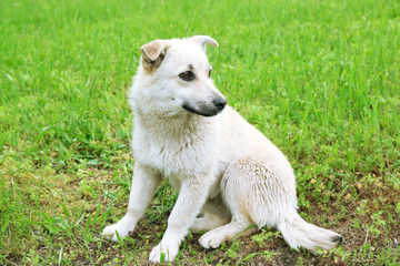 Naklejka na ściany i meble White stray dog over green grass background