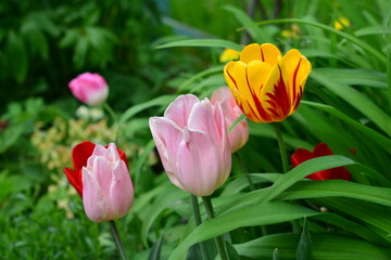 Tulpen im Goethe-Park