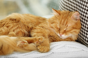Red cat resting indoors