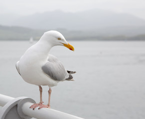 Seagull perched on a pier handrail