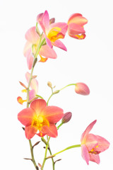 Red orange Spathoglottis Plicata orchids and buds 