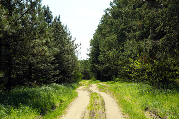 Fototapeta na wymiar Rolled trail in forest grove