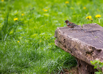 Chaffinch is sitting on a bench in a park
