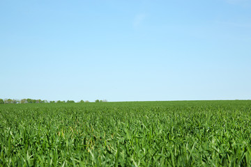 Fototapeta na wymiar Green field over blue sky background