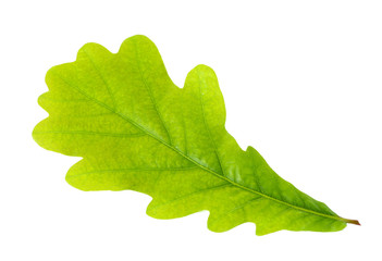 Single green oak leaf isolate don white