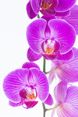 Fototapeta na wymiar White and purple Phalaenopsis orchids close-up