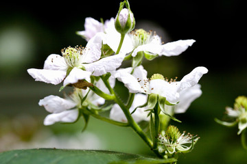 Brombeerblüten