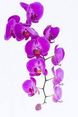 Obraz na płótnie Canvas White and purple Phalaenopsis orchids 
