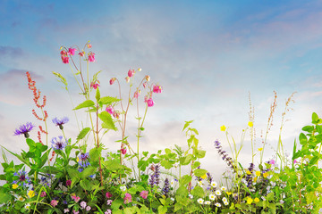 Obraz na płótnie Canvas Wild spring flowers, sky background