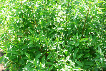 Green bush as background