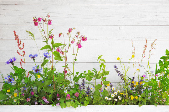 Wild spring flowers, white shabby background