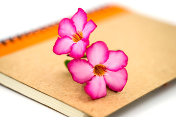 Pink flower on brown book.