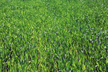 Green spring field