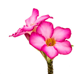 Pink flower isolated on white background.