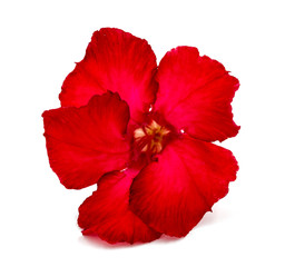 Red flower isolated on white background.