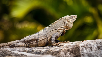 Mexican Iguana