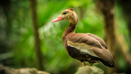 Black-bellied whistling tree duck