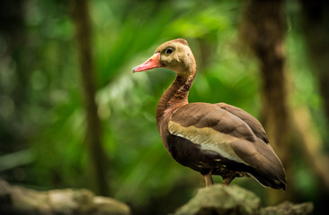 Black-bellied whistling tree duck