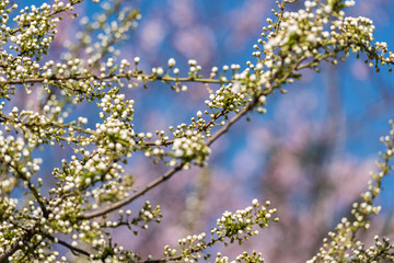 Cherry Tree Flowers Spring Blossom Background