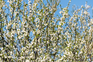 Cherry Tree Flowers Spring Blossom Background