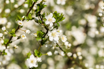 Cherry Tree Flowers Spring Blossom Background