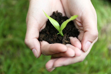 Green seedling growing from soil in hands outdoors