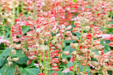 Red flower in garden