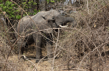 Obraz na płótnie Canvas Elefant beim fressen