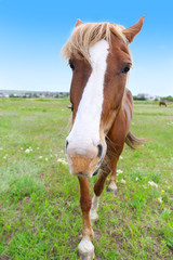 Portrait of beautiful brown horse over meadow background