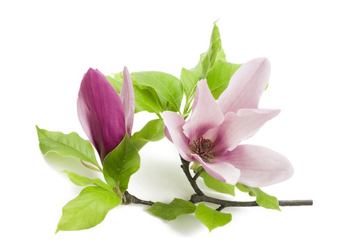Fototapeta magnolia