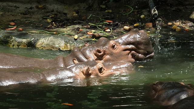 Hippopotamus open mouth for food.