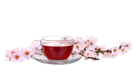 Cup of tea with a sprig of cherry blossoms isolated on white background.