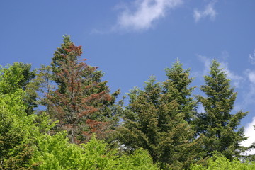 Fototapeta na wymiar Leśne drzewa