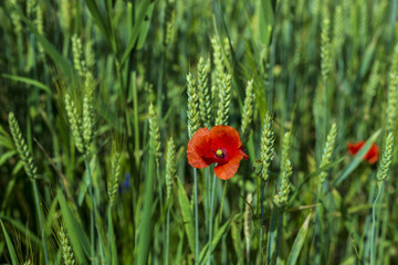 Poppy flower in a wheat field
