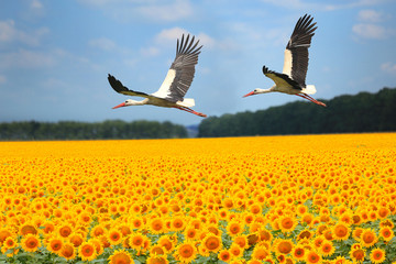 Dwa lecące bociany nad polem słoneczników