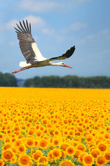  stork © fotomaster