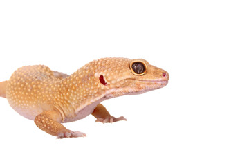 yellow and orange spotted leopard gecko on white