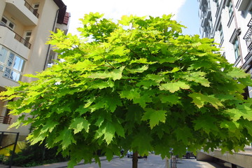 Green maple leaves in city 