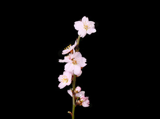branch cherry blossoms spring flower- black background